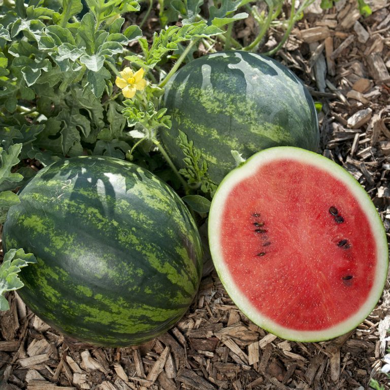 http://all-americaselections.org/product/watermelon-mini-love/